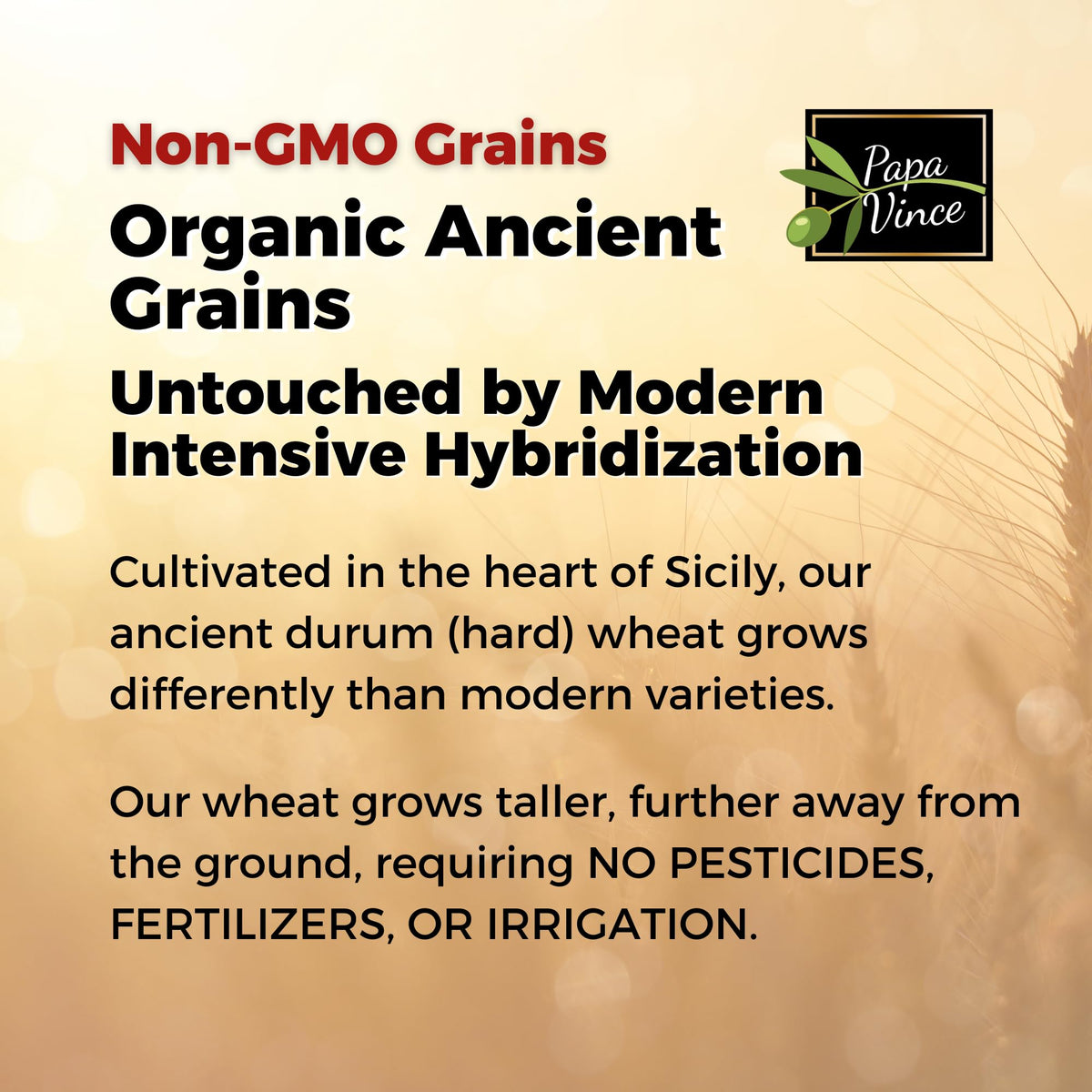 Papa Vince Spaghetti ancient grains field reveals Sicilian origin.