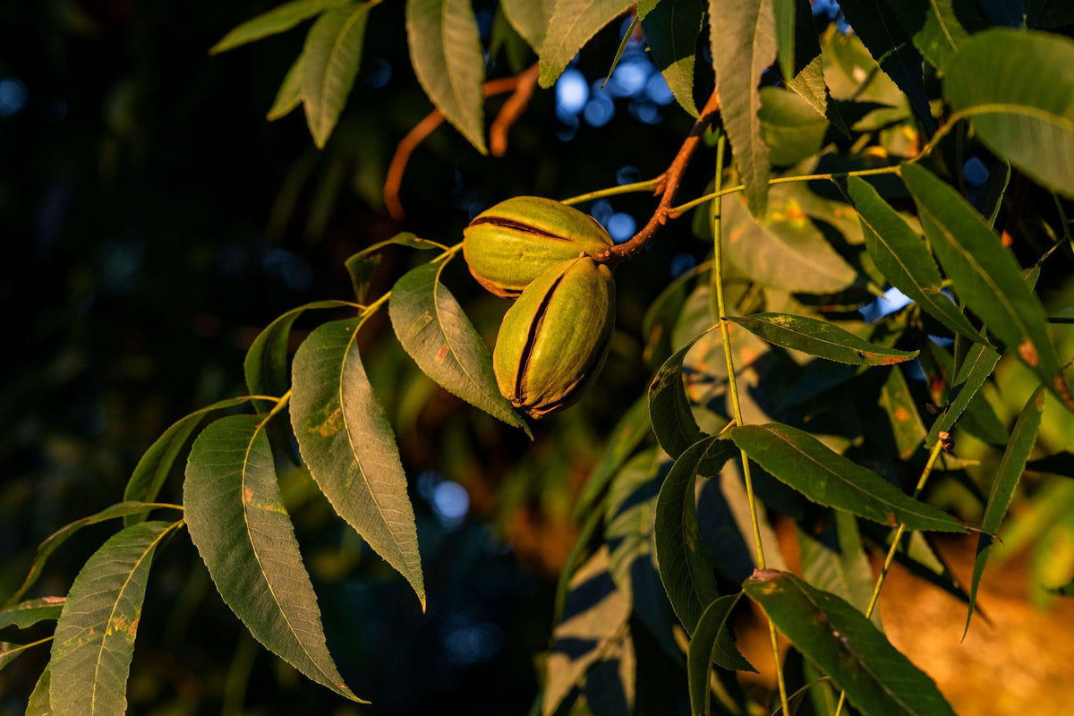 Pearson Farm Georgia pecans snack-ready handful highlighting fiber-rich snack option