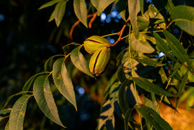 Pearson Farm Georgia pecans snack-ready handful highlighting fiber-rich snack option