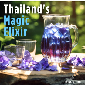 PICKNATURE Thai-organic butterfly pea flowers for vibrant blue tea visuals.