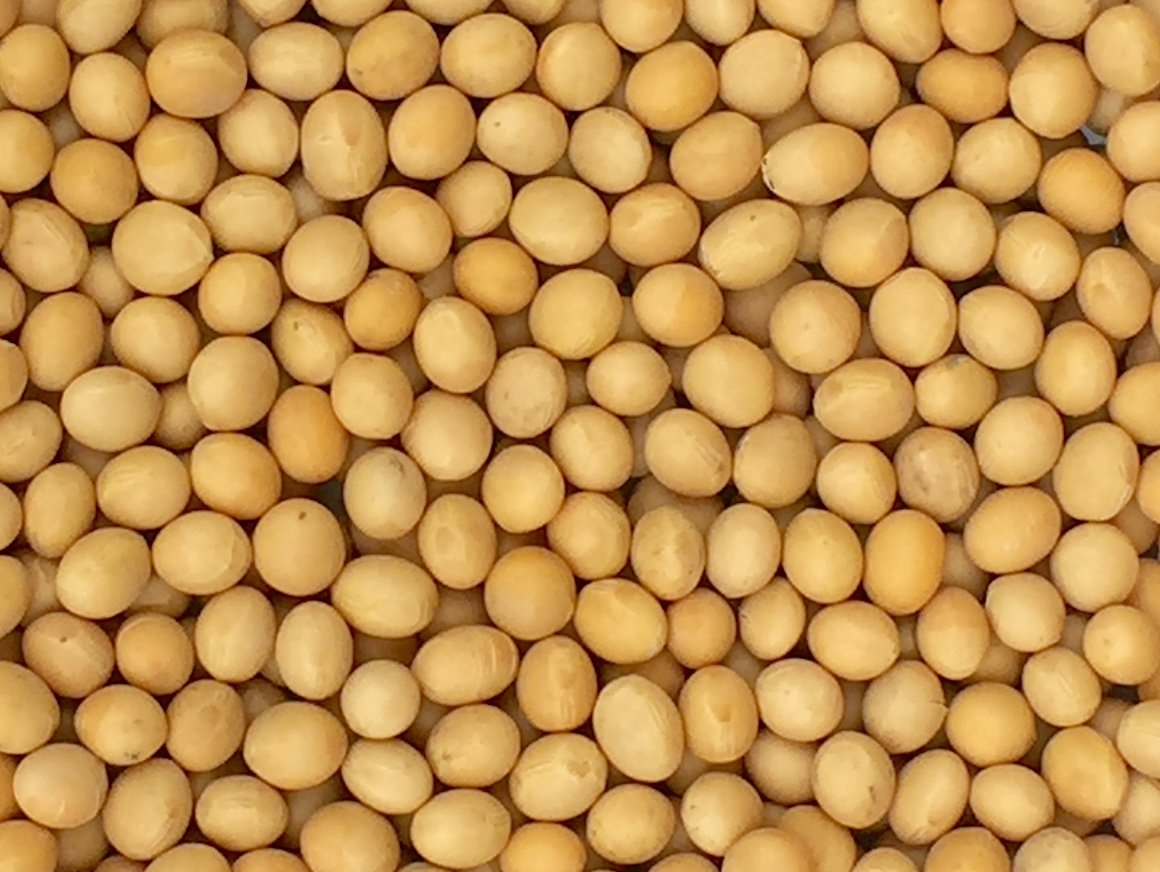 Pinstar Premium Non-GMO soybeans in a 5 lb pack for rich soy milk