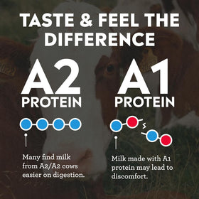 Pioneer Pastures A2 milkshake chocolate as meal replacement in a balanced plan