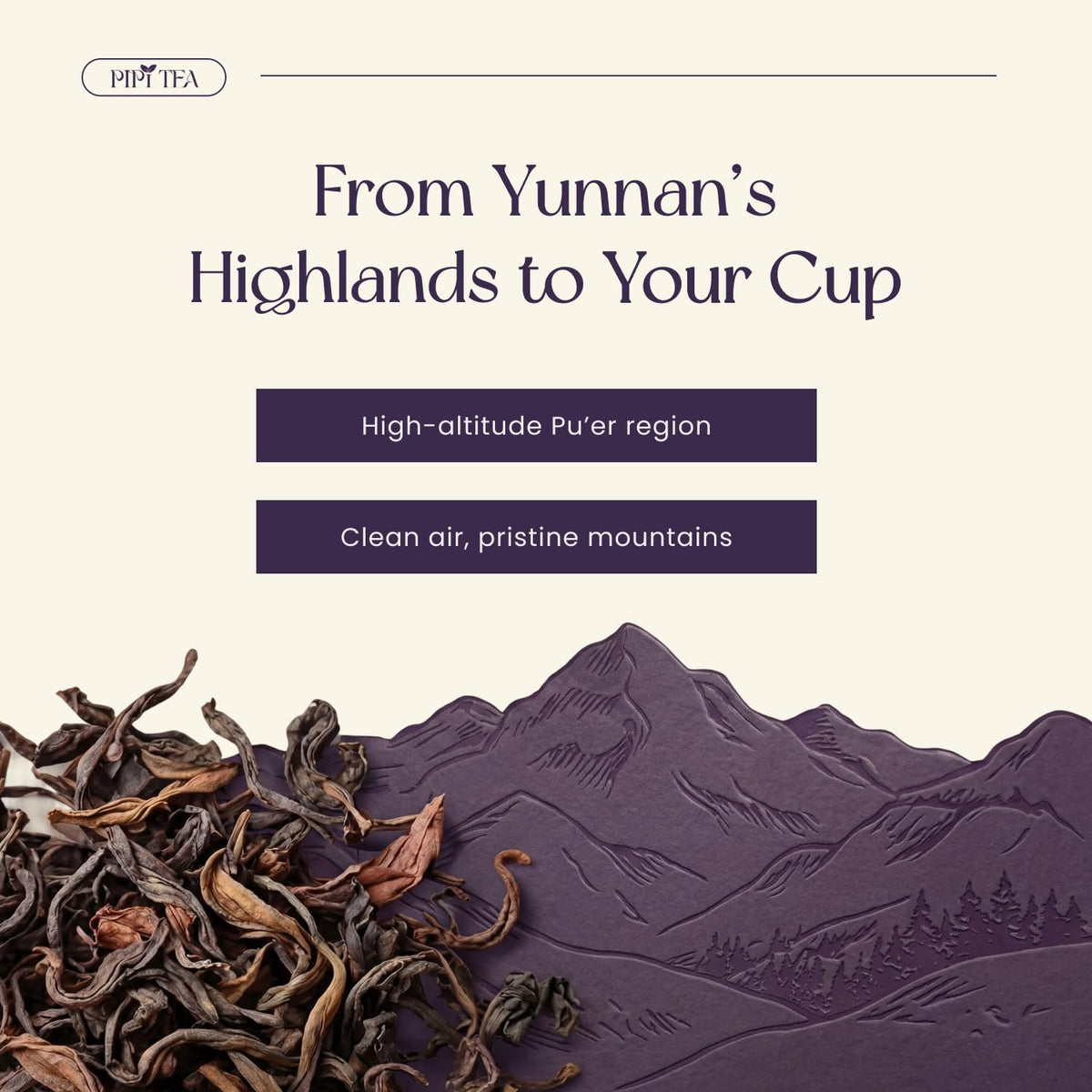 PiPi Tea no-fillers organic oolong label detail and purity