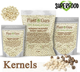 Plant Guru Moringa seeds kernel close-up, shelled and ready for cooking.