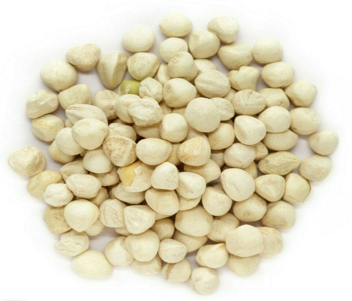 Plant Guru Moringa seeds kernel storage in bottle illustrates dry storage.