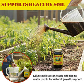Close-up of Plantation Blackstrap Molasses label showing USDA Organic unsulphured quality.