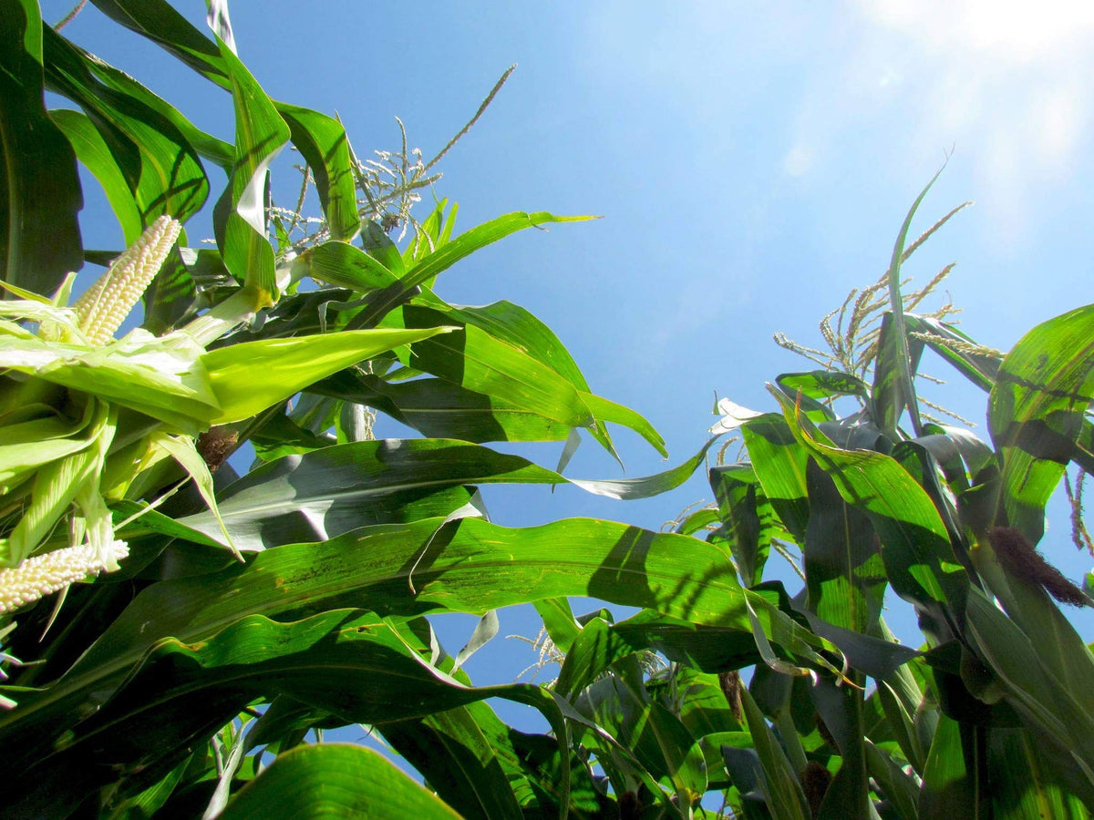Preferred Popcorn healthy snack appeal emphasizes fiber and iron content.