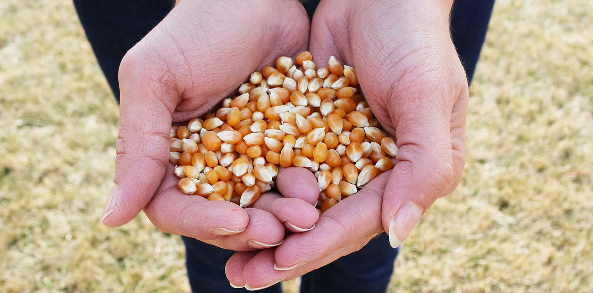 Preferred Popcorn kernel closeup showcases bright, ready-to-pop kernels.