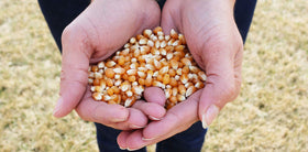Preferred Popcorn kernel closeup showcases bright, ready-to-pop kernels.