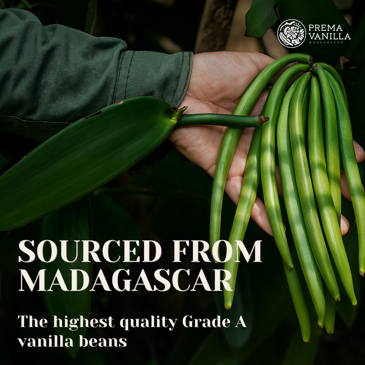 Closeup of PREMA Madagascar Grade A vanilla beans showing supple pods