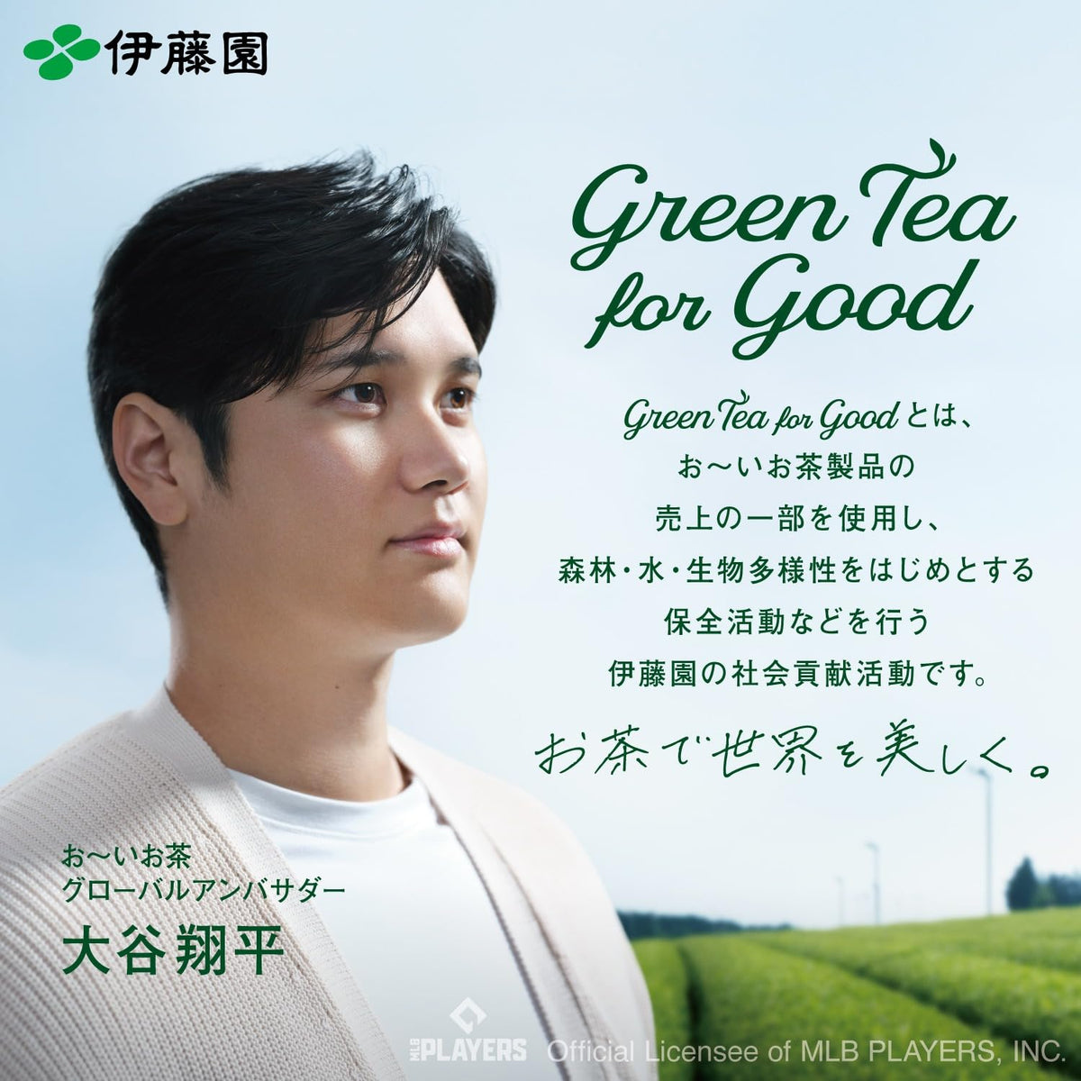 Genmaicha cup steeping with warm aroma and balanced flavor