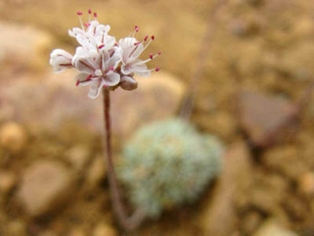 PRIMAL HARVEST buckwheat groats sproutable feature for fresh greens