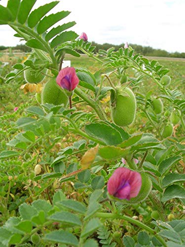 PRIMAL HARVEST low-sodium chickpeas – ideal for soups, salads, and bowls