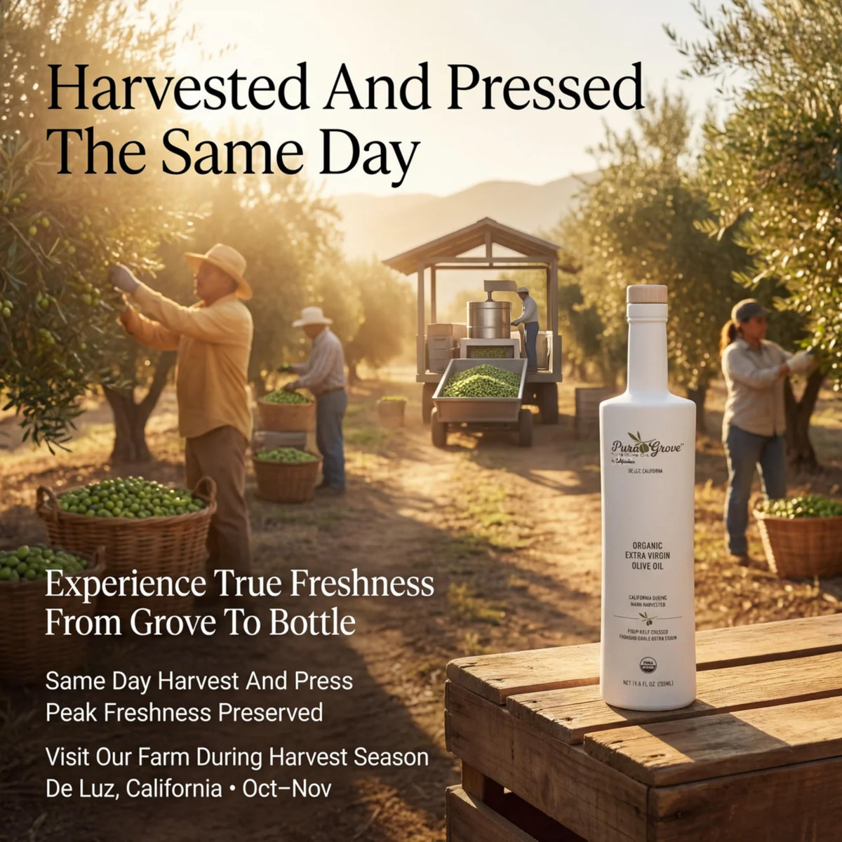 Pura Grove harvest origin illustration emphasizes California-grown packaging ready.