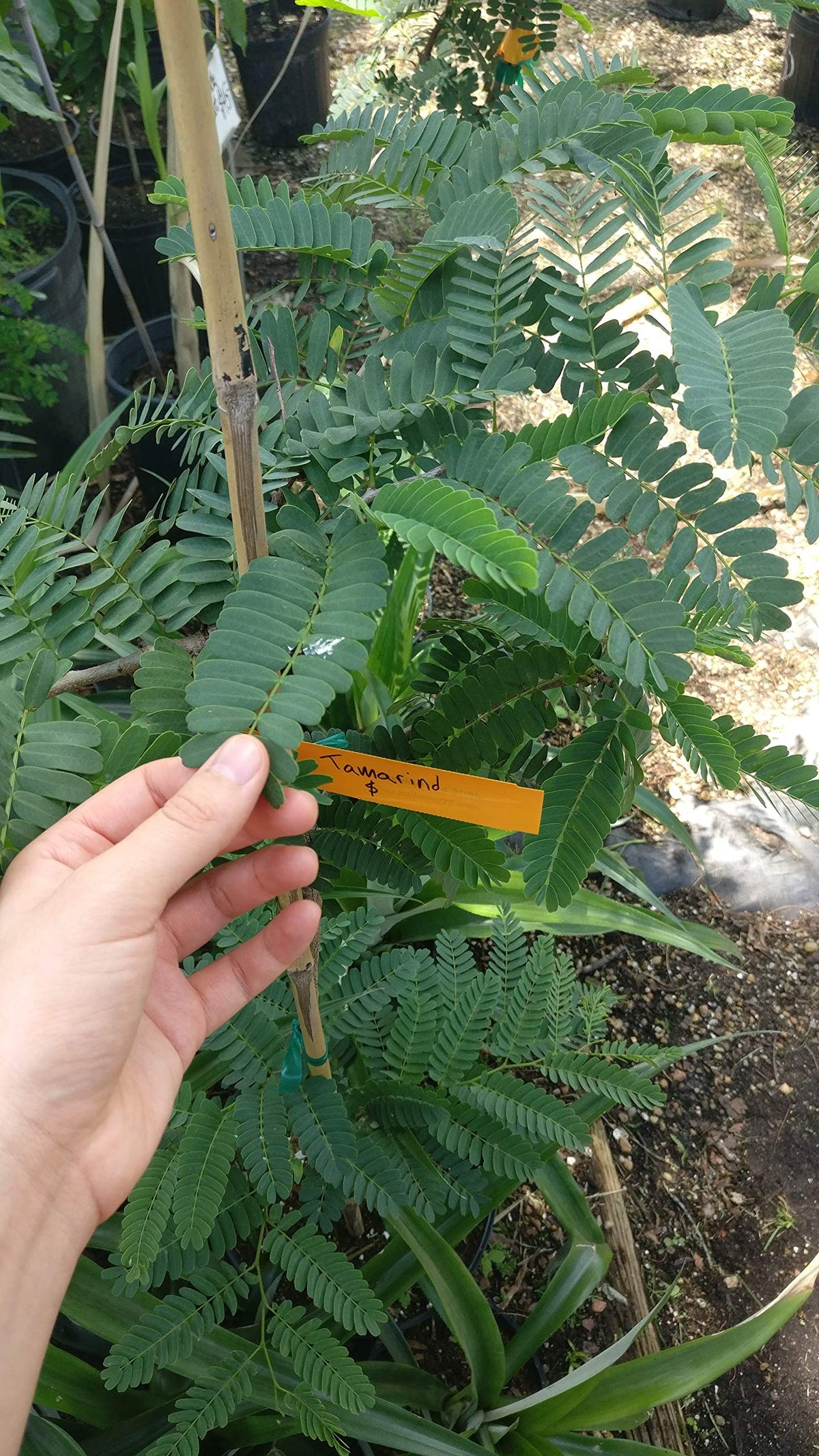 Organic and gluten-free labeling on Pure Indian Foods tamarind paste bottle.