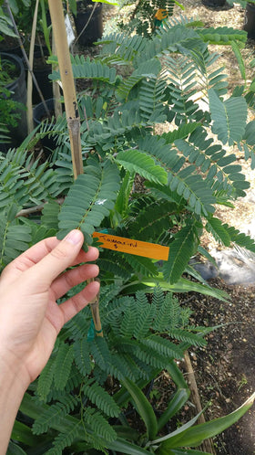 Organic and gluten-free labeling on Pure Indian Foods tamarind paste bottle.