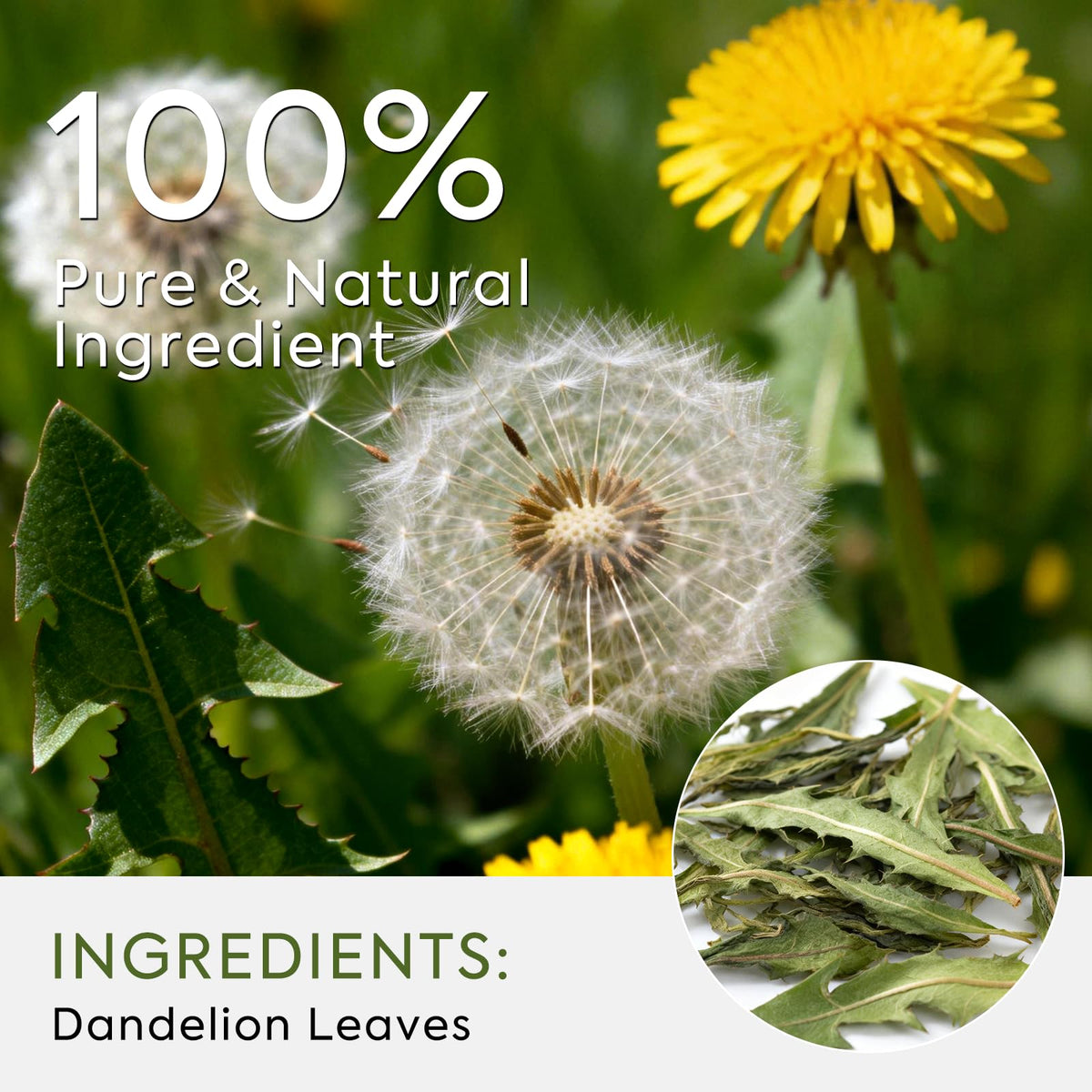 QualiLife Dandelion Leaf Tea bags ready for quick, convenient brewing.