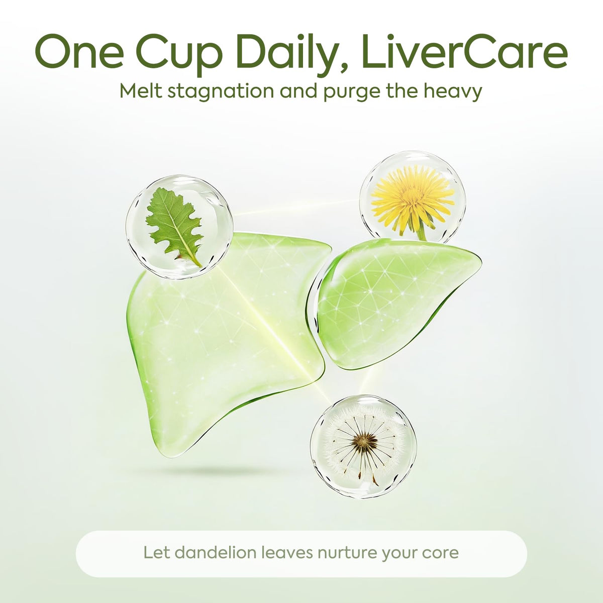 QualiLife Dandelion Leaf Tea steeping cup illustrating rich, earthy aroma.