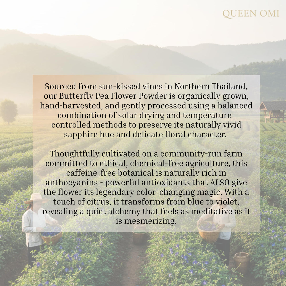 Queen Omi vegan, non-GMO tea powder as a clean color option.