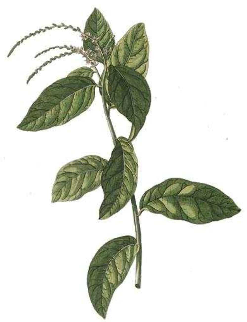 Rastaman Stew entire plant blend with leaves stems and roots for richer flavor
