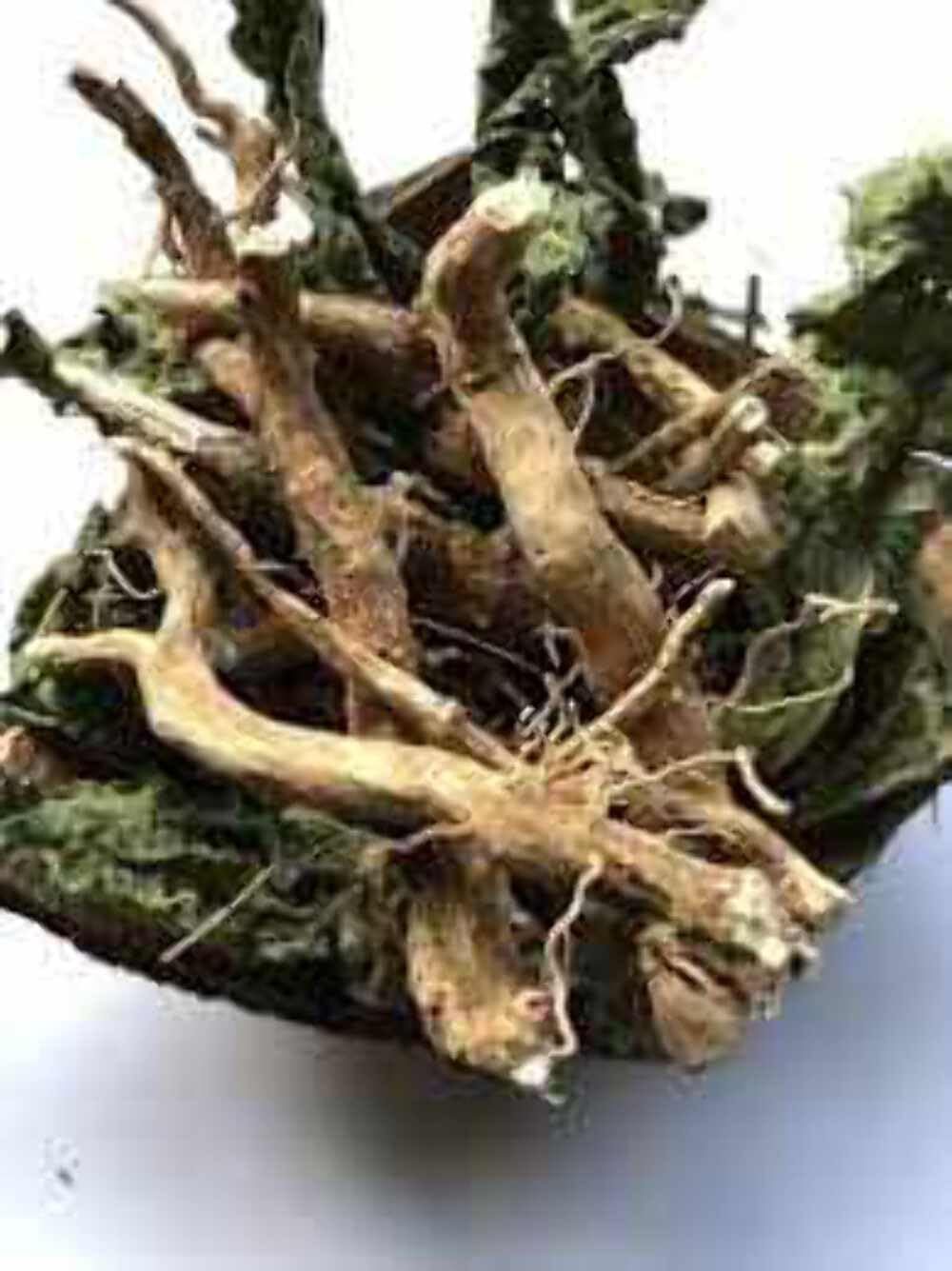 Rastaman Stew steeping 5–10 minutes releasing warm aroma
