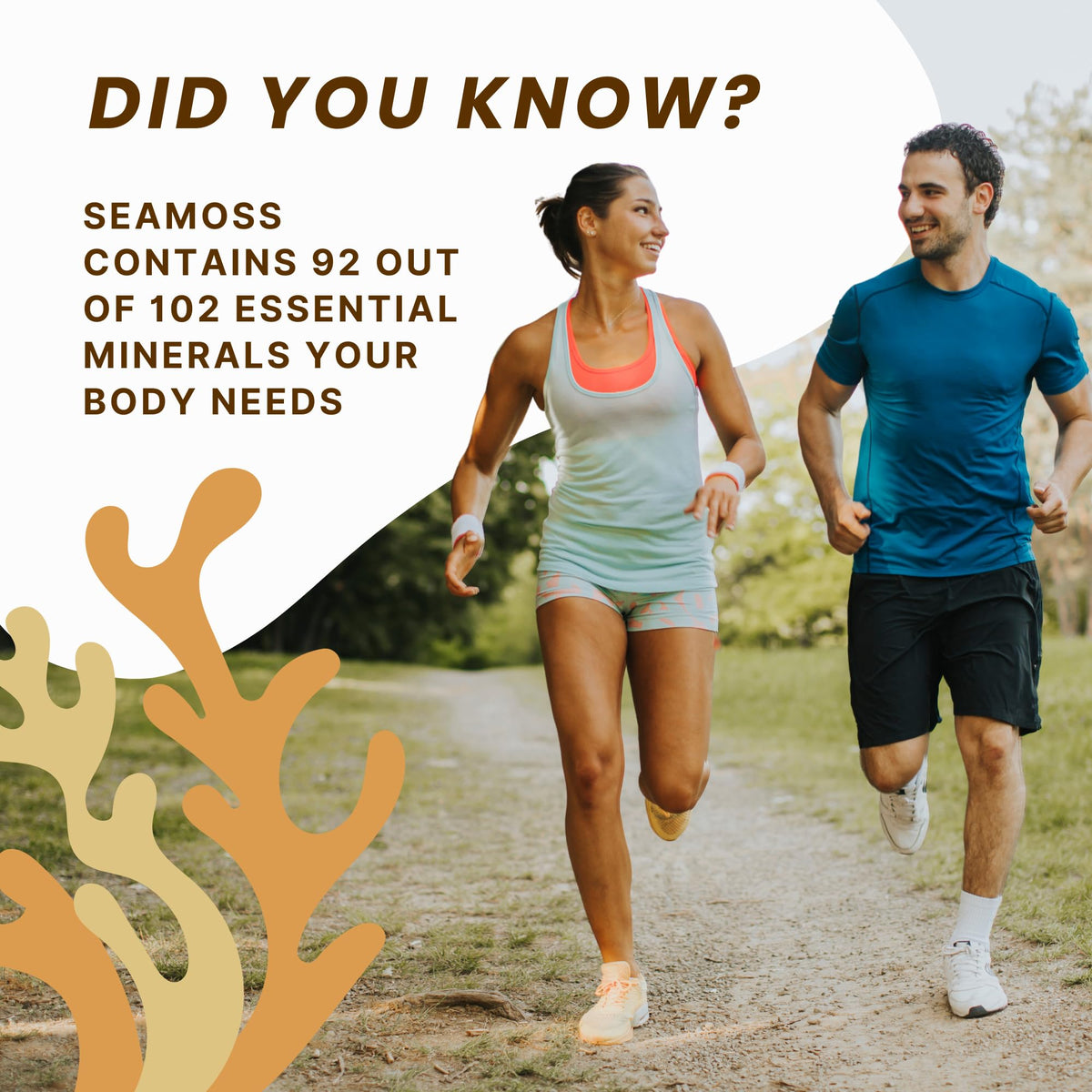 Red's Kitchen Sink natural color variation sea moss, authentic wild harvest.