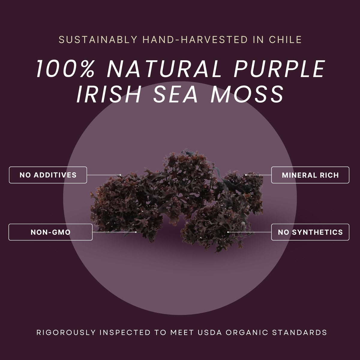 Wildcrafted purple sea moss from Chile by Red's Pure Botanicals in natural waters