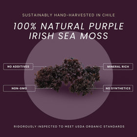 Wildcrafted purple sea moss from Chile by Red's Pure Botanicals in natural waters