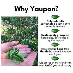 Rise Yaupon tea bag closeup with natural harvest branding.