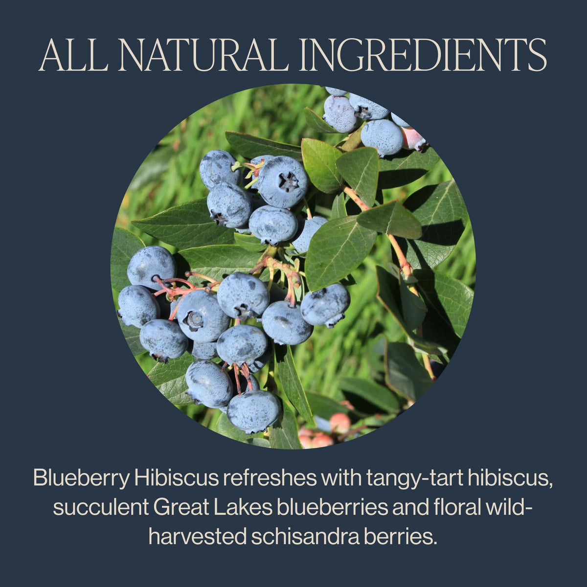 Close-up of Rishi Tea Blueberry Hibiscus sachet steeping for vivid flavor