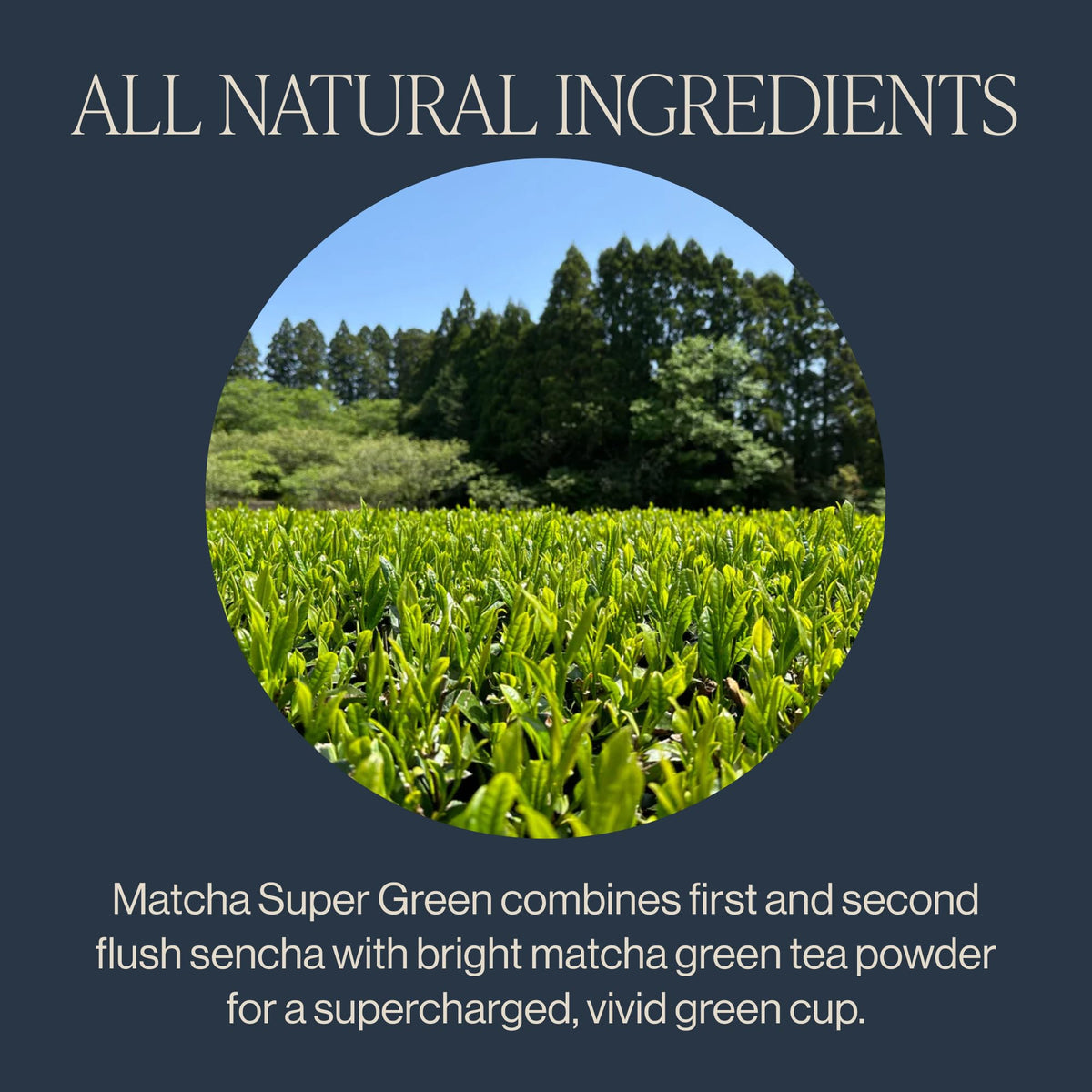 Rishi Tea Matcha Super Green biodegradable sachets support eco friendly packaging decisions.
