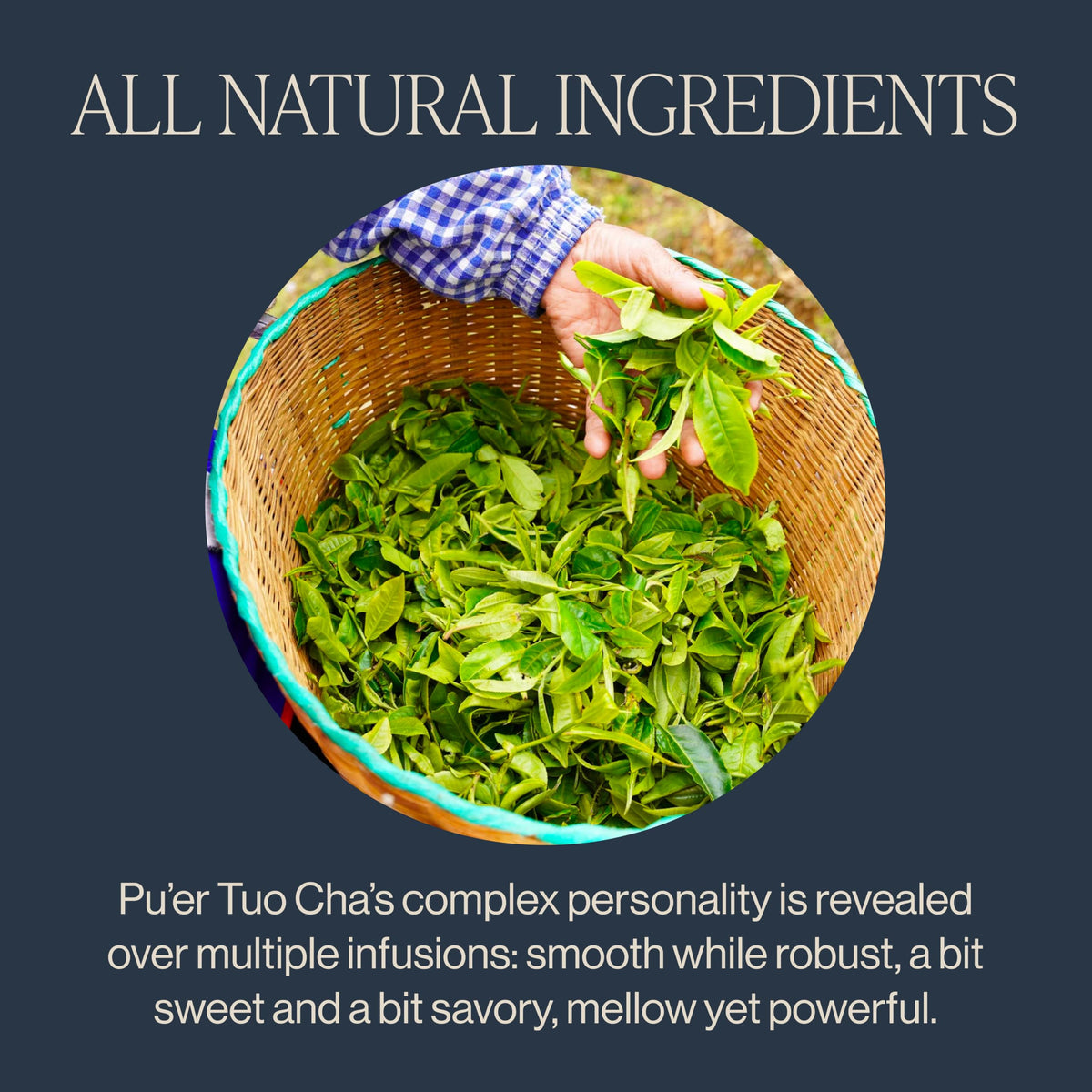 Steeped Pu'er Tuo Cha cake served in a cup, inviting a soothing ritual.