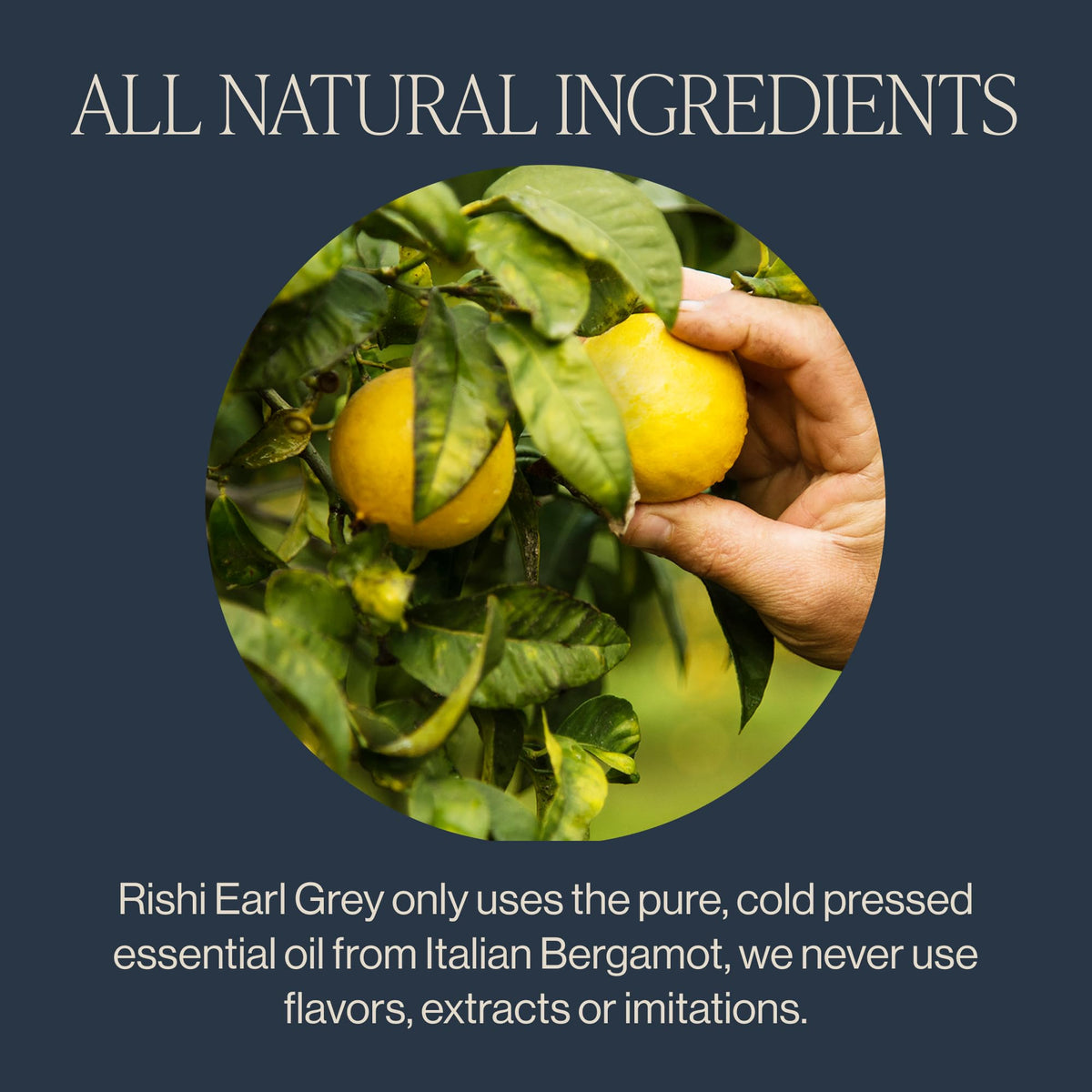 Sachet box of Rishi Earl Grey, convenient organic black tea.
