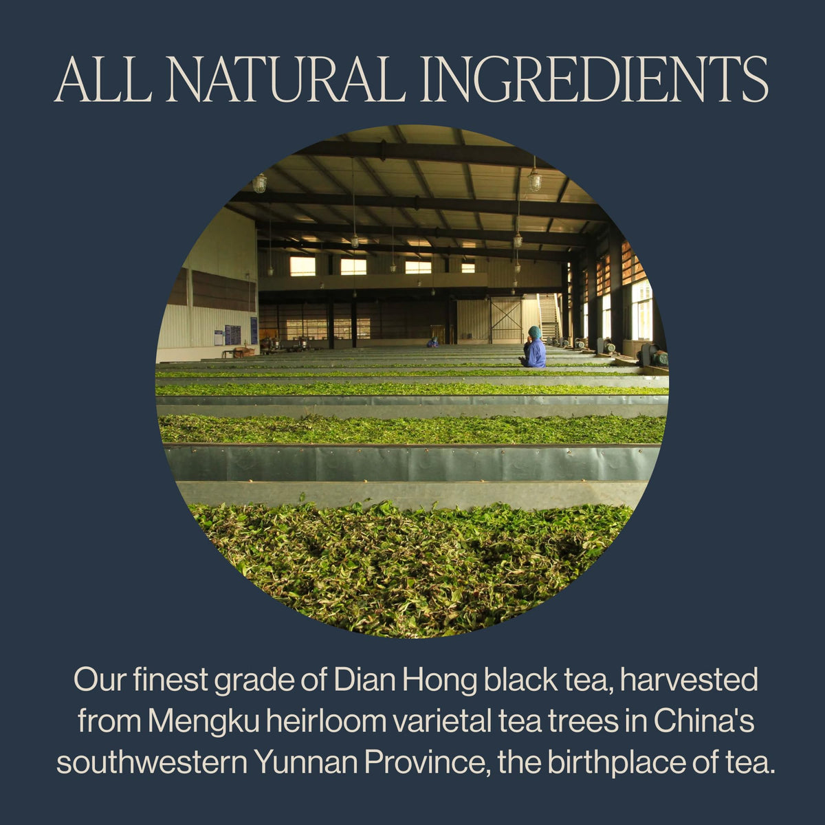 Rishi Tea Golden Yunnan in a resealable jar for freshness.