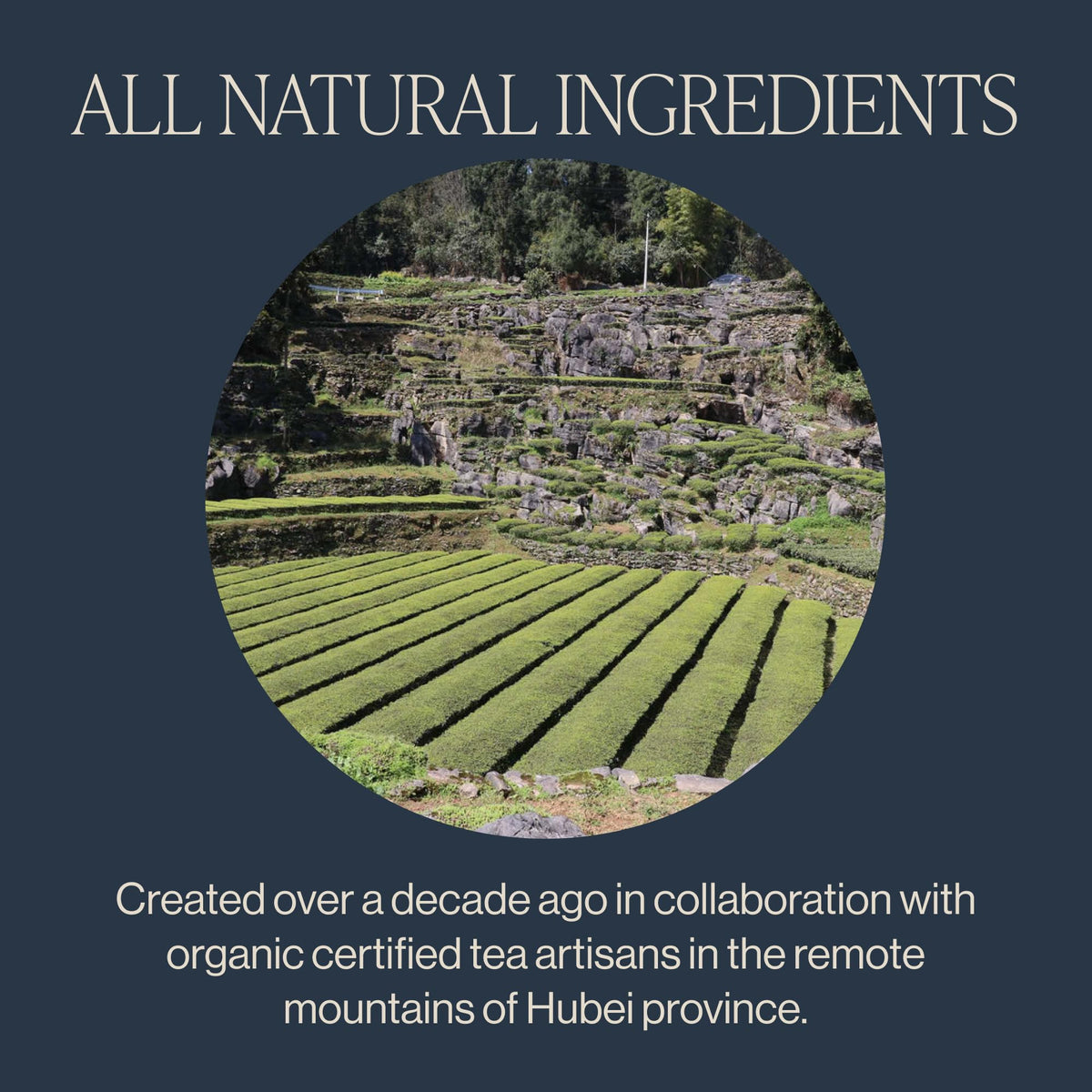 Rishi Jade Cloud green tea packaging emphasizes organic quality and convenient on-the-go sachets.