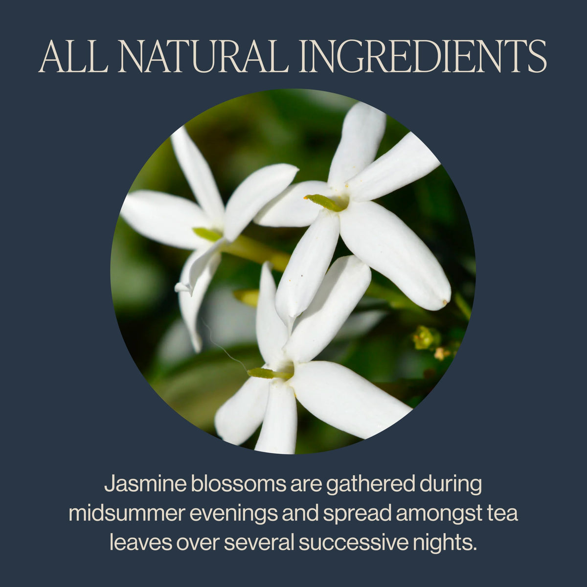 Rishi Jasmine blossoms harvest display shows midsummer jasmine harvesting.
