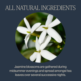 Rishi Jasmine blossoms harvest display shows midsummer jasmine harvesting.