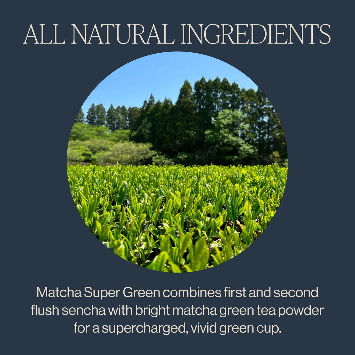 Rishi Tea Matcha Super Green bulk packaging with a resealable bag for everyday use.