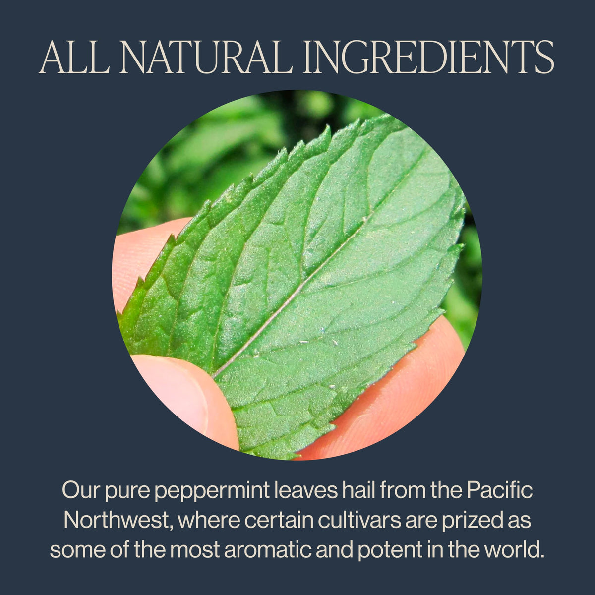 Rishi Tea Peppermint Herbal Tea in a glass cup hot infusion
