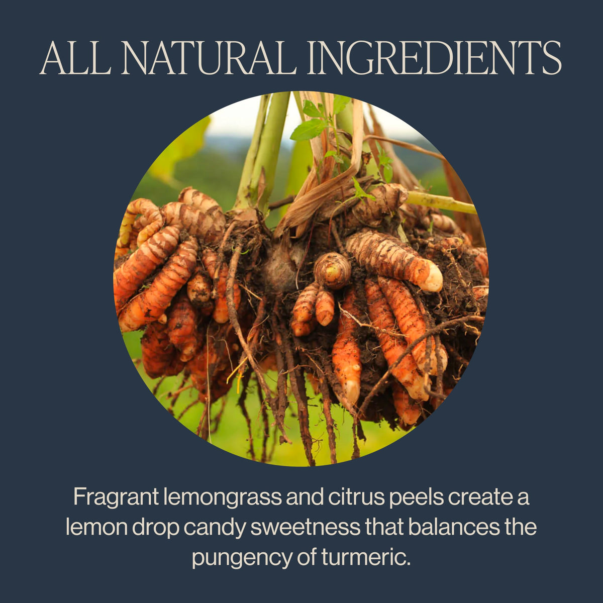 Rishi Tea spicy-ginger citrus aroma ideal for iced tea.