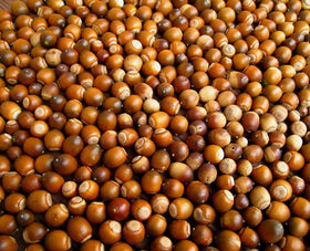 ROM AMERICA Acorn Flour used to make noodles and jelly.