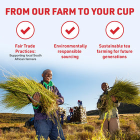 Rooibos Rocks tagless tea bags for quick, fresh brewing.