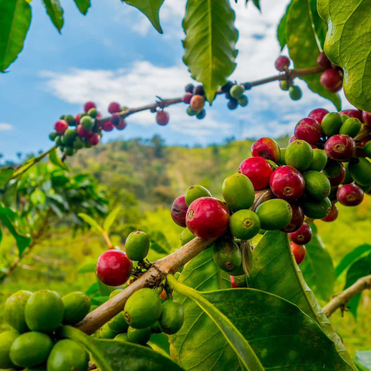 Kona origin label on Royal Kona illustrates authentic Hawaii grown coffee