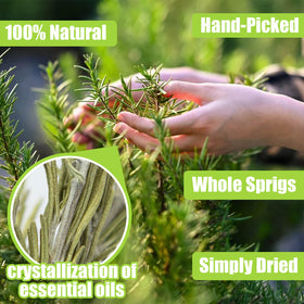 Rylenor rosemary sprigs 5–7 inches long, ideal for roasting.