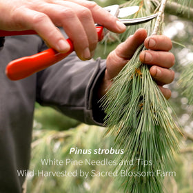 Hand-dried Sacred Blossom Farm herbs preserving flavor and freshness