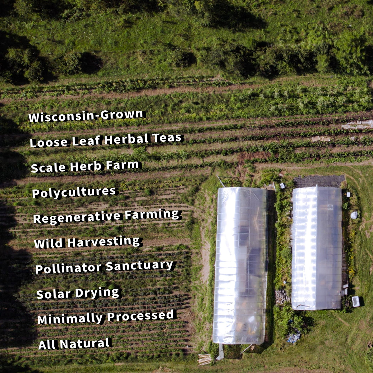 Sacred Blossom Farm packaging of oatstraw highlights single-source quality for daily brewing