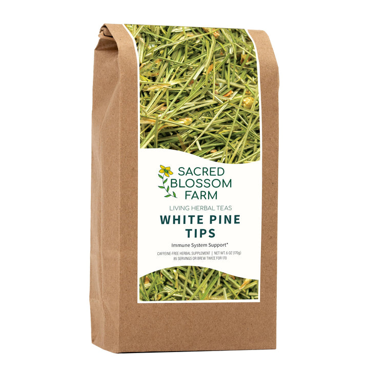 Sacred Blossom Farm White Pine Tea loose leaf with forest aroma for relaxing moments