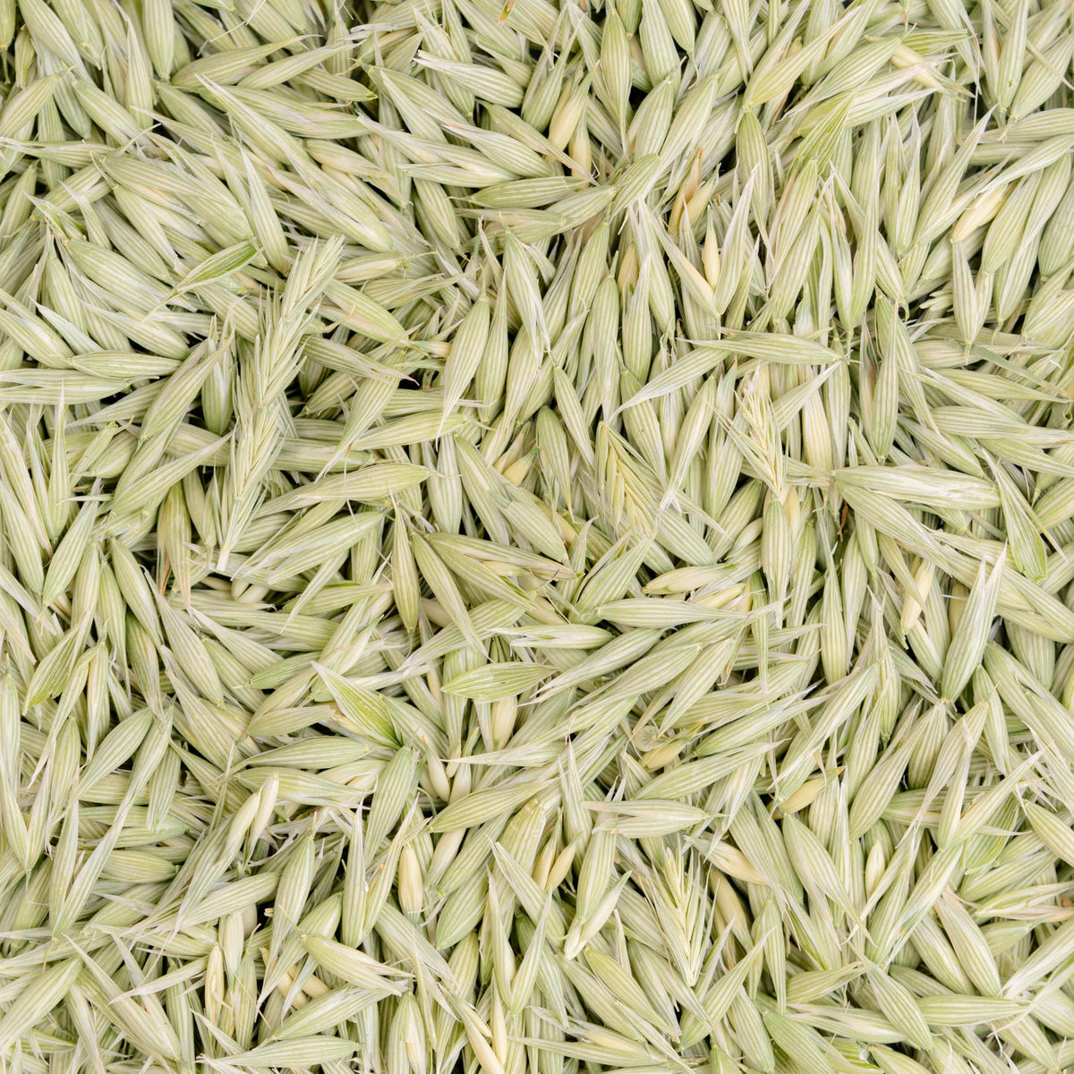Wisconsin field with Milky Oats, illustrating regenerative farming practices