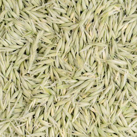Wisconsin field with Milky Oats, illustrating regenerative farming practices