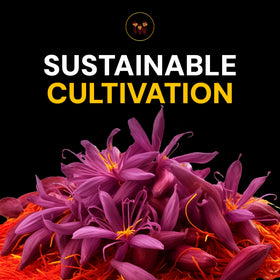 Saffron Wonder light-protected metal tin packaging keeps freshness intact.